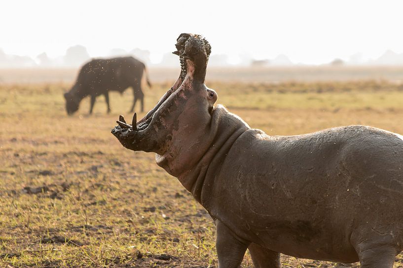 Gapend nijlpaard lijkt naar buffel te happen von Bas Ronteltap