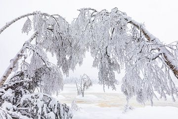 Wildseemoor bij Kaltenbronn in de winter - Zwarte Woud van Werner Dieterich