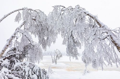 Wildseemoor near Kaltenbronn in winter - Black Forest