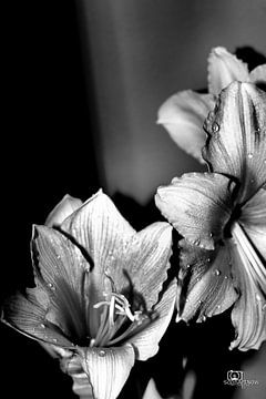 Mooie bloem in zwart wit van SophArtNow