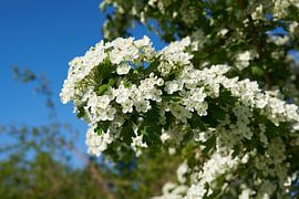 L'aubépine pendant la floraison