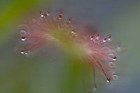 uiteinde tentakels van vleesetende plant