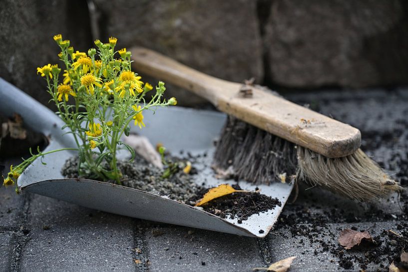 Klein geel bloeiend plantje groeit in het vuil van stoffer en blik van Maren Winter