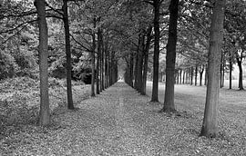 De weg van stilte.