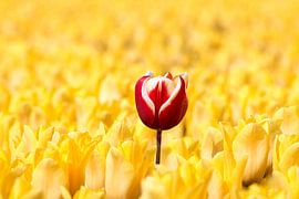 Rood witte tulp tussen gele tulpen von W J Kok