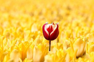 Rood witte tulp tussen gele tulpen