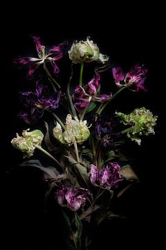 compositie van gedroogde rembrandt tulpen van Karel Ham