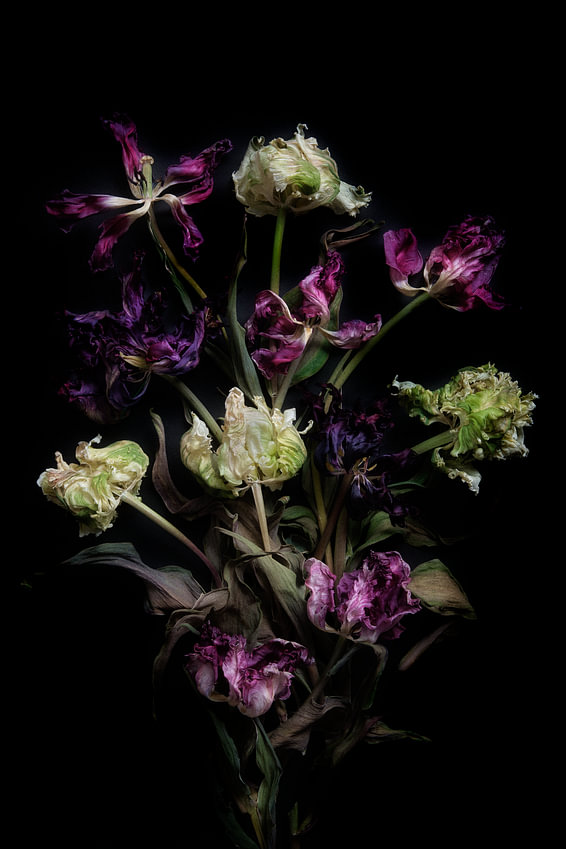 compositie van gedroogde rembrandt tulpen van <span class="secondary-font">Karel Ham</span>