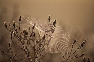 Spinnweben von Linda Lu