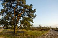 Nature on the heath