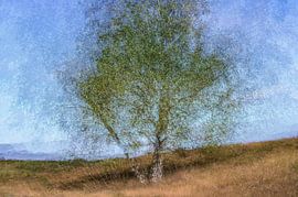 Wolfhezerheide part 38