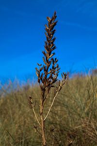 Silence dans les dunes