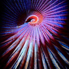 Peacock tube worm close up, colorful by René Weterings