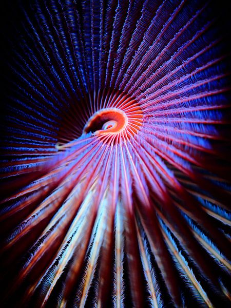 Pauwkokerworm close up, kleurrijk, abstract van René Weterings