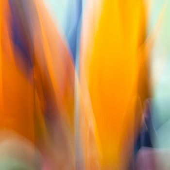 Bird of Paradise Flower in motion