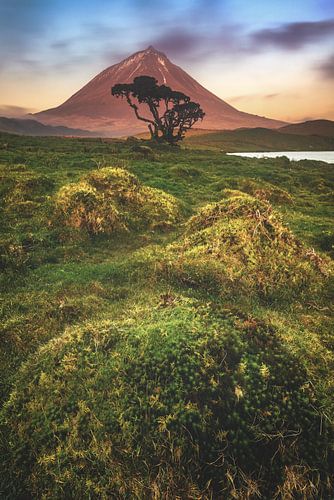 Azores Pico volcano with moss landscape by Jean Claude Castor