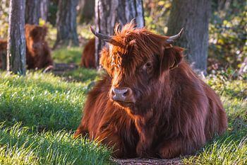 Entspannender schottischer Hochlandbewohner
