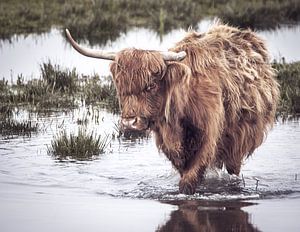 Highlander écossais dans l'eau