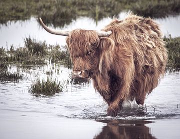 Scottish Highlander in the water by natascha verbij