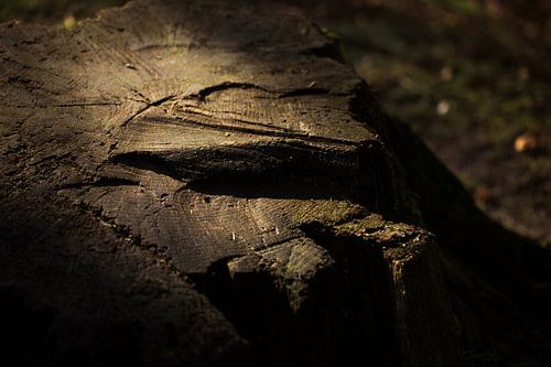 tree trunk in atmospheric light
