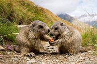 Marmotjes in de Pyreneeën eten samen een wortel van Paul Wendels thumbnail