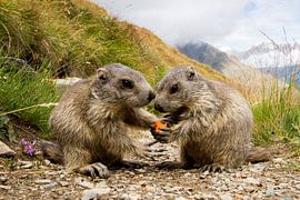 Marmots in the Pyrenees eat together a carrot by Paul Wendels
