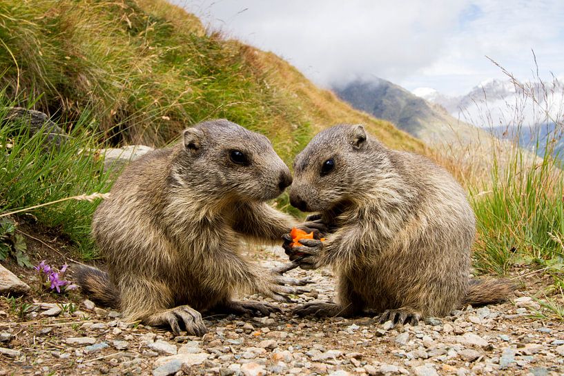 Marmotjes in de Pyreneeën eten samen een wortel van Paul Wendels
