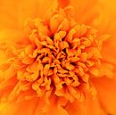 Fleur d'oranger par Paul Arentsen Aperçu