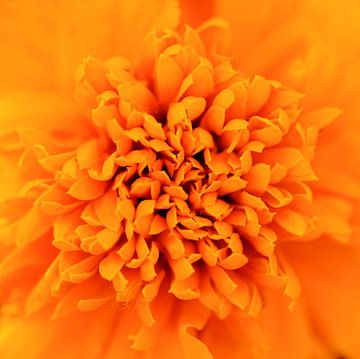 Oranje bloem van Paul Arentsen