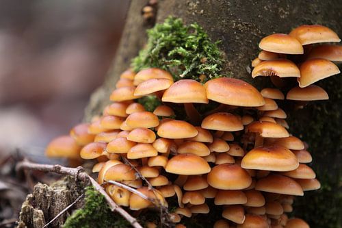 Champignons sur le tronc d'un arbre