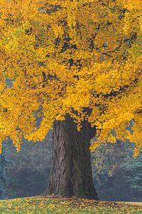 Der Orangenbaum II