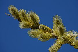 Waldweide gegen blauen Himmel von Miranda73