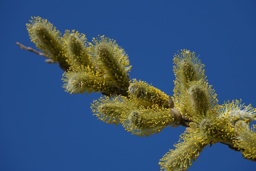 willow against blue sky by Miranda73