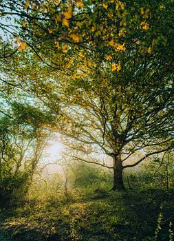 Baum in der Morgenpracht