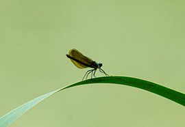 Libellule sur mondenkind