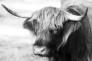 Porträt einer schottischen Highlander-Kuh in schwarz-weiß / Rindfleisch