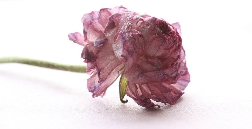 Withered ..... by Wilma Overwijn