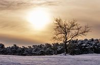 Boom in de sneeuw in het Nationaal Park De Loonse en Drunense duinen  van Judith Spanbroek-van den Broek thumbnail