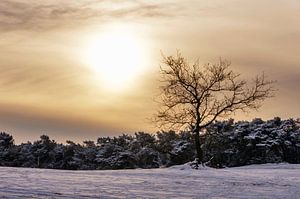 Boom in de sneeuw in het Nationaal Park De Loonse en Drunense duinen  sur Judith Spanbroek-van den Broek