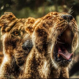 I am watching here by Truckpowerr