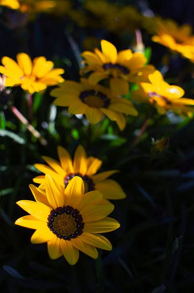Fleurs de Gazania Jaune Éclosent Sous le Soleil - Photo Nature par Carolina Reina Photography