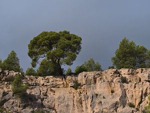 Des pins d'Alep sur la falaise sur Timon Schneider