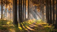 Panorama de la forêt d'automne dans le brouillard avec des coups de soleil par Peter Bolman Aperçu