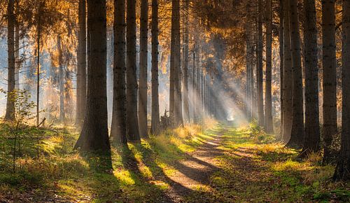 Panorama herfstbos in de mist met zonneharpen
