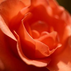 Petals of a blooming rose by Heiko Kueverling
