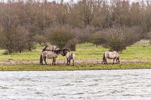 Konikpaarden aan de oever