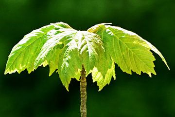 Feuilles d'érable fraîches au soleil