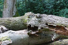 Woodland Spirit – skurriles Naturmotiv eines „Gesichts“ im Holz von Petra Kluck