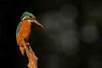 IJsvogel