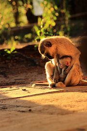 Vervet mother monkey with baby by Bobsphotography